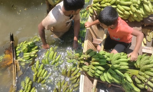 বন্যার পানিতে নাঙ্গলকোটের এক ক্ষুদ্র কৃষি উদ্যোক্তার ১১লাখ টাকার ক্ষতি