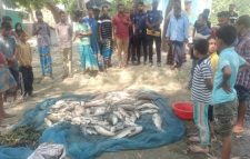 নাঙ্গলকোটে আল আমিন মৎস বীজ উৎপাদন খামারের পুকুরে বিষ দিয়ে বীজের মাছ নিধন