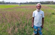 কৃষি পাম্প নিয়ে দ্বন্ধ ১৪শতক জমিনের সরিষা ও ১৮শতক জমিনের বীজতলা ধ্বংসের অভিযোগ