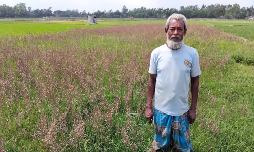 কৃষি পাম্প নিয়ে দ্বন্ধ ১৪শতক জমিনের সরিষা ও ১৮শতক জমিনের বীজতলা ধ্বংসের অভিযোগ